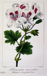 Pelargonium macranthon, 1836